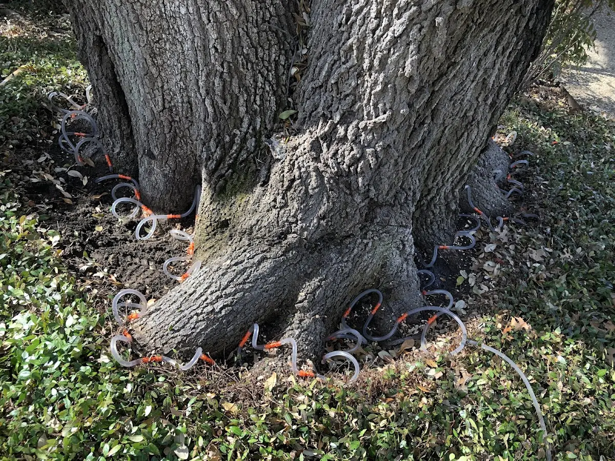 Detailed Tree Cabling and Bracing job site in Thornton